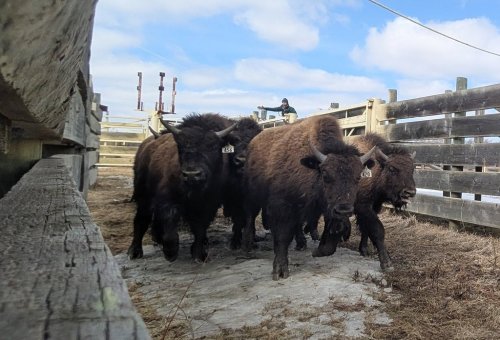 Wood bison calves are seen at the Elk Island National Park east of Edmonton in this undated photo. They are part of 44 wood bison sent to Alaska this week as part of conservation efforts to help restore their population in North America. THE CANADIAN PRESS/Handout - Parks Canada (Mandatory Credit)