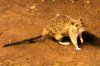 FILE - In this June 15, 2010 file photo, a rat wanders the subway tracks at Union Square in New York. (AP Photo/Frank Franklin II, File)