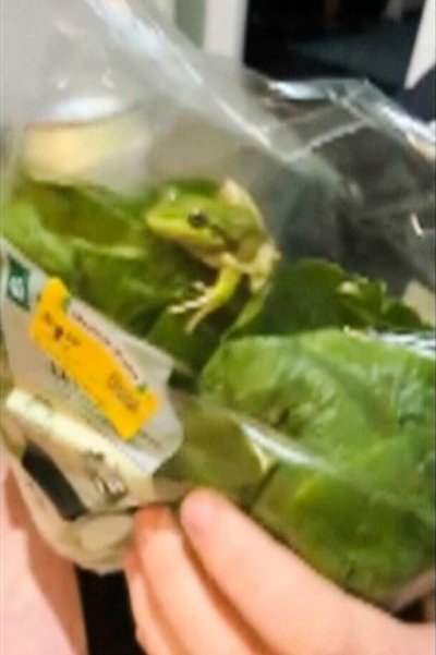 In this photo taken from video provided by Laura Jones, Billy Le Pine, Rhys Smoker and Lilli Ashby, a frog sits inside a salad bag in Esperance, Australia, on May 16, 2026. (Laura Jones, Billy Le Pine, Rhys Smoker and Lilli Ashby via AP)