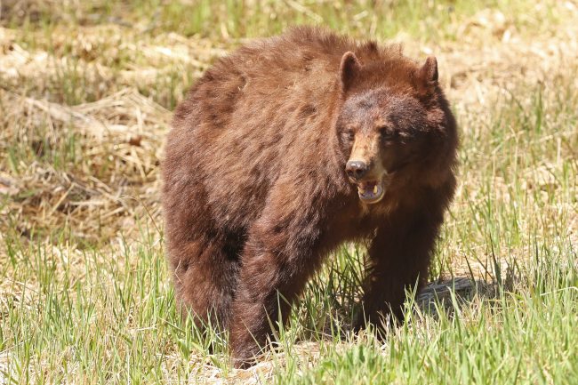 A black bear forages along Highway 10 in Riding Mountain National Park on Monday. Black bears are omnivores, eating a combination of plants, insects and meat, with plants as their main dietary source, providing up to 85 per cent of their intake, the park website says. (Tim Smith/The Brandon Sun)