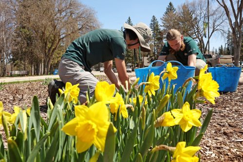25052026
Haruki Paterson and Kirill Sloane, summer students with Parks Canada, weed one of the flower gardens in Wasagaming on a sunny Monday afternoon.
(Tim Smith/The Brandon Sun)