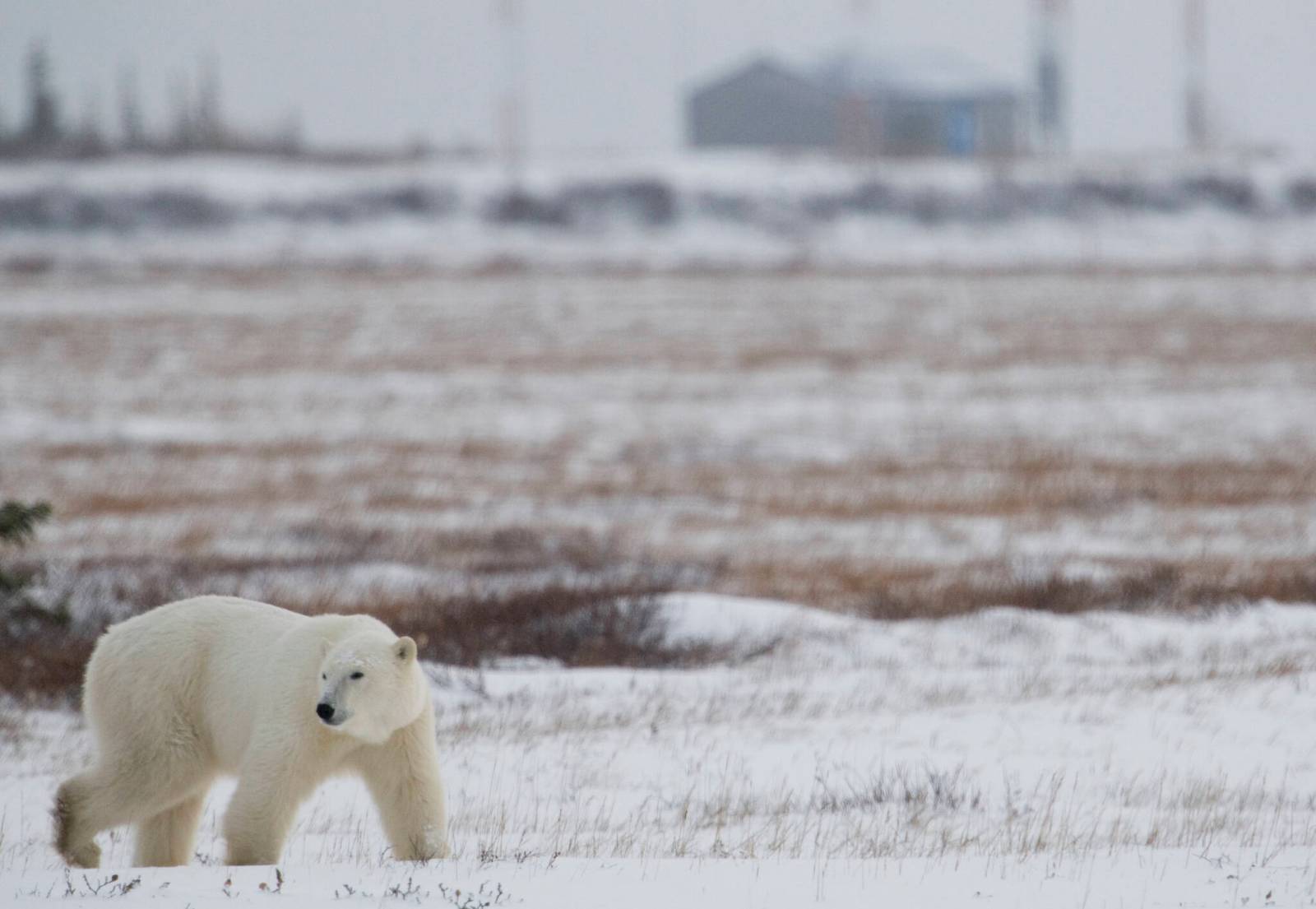 Why do polar bears approach human infrastructure?