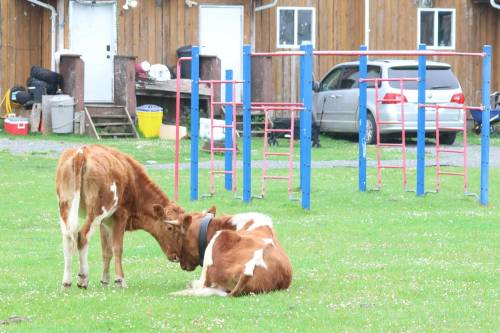 Best friends Cinnamon and Buck N Lucky. (Nora O&rsquo;Malley photos)