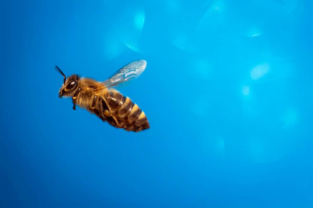 Bee kind to pollinators – Brandon Sun