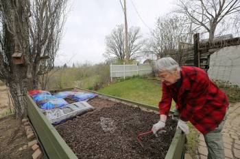 Mary Petersen or Souris prepares her garden for spring. She said for 13 years, peacocks have crowded the grassy land on the end of her backyard, overlooking Goose Island. Petersen said she has a mixed relationship with the peacocks, which pick at her garden, but also offer unique company. (Connor McDowell/The Brandon Sun)