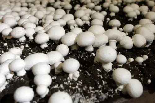KEN GIGLIOTTI / FREE PRESS files

Mushrooms in Loveday Mushroom Farms’ growing area.
