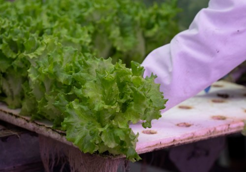 Curly leaf lettuce is harvested at an urban hydroponic vertical farm in Montreal on Wednesday, May 17, 2023. THE CANADIAN PRESS/Christinne Muschi