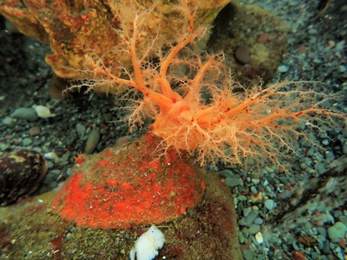 Psolus fabricii, shown in this handout photo, is also known as the scarlet sea cucumber. THE CANADIAN PRESS/Handout - Memorial University of Newfoundland and Labrador Mercier Lab, Emaline Montgomery (Mandatory Credit)