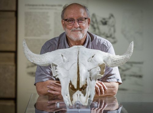Archaeologist Robert Dawe with a buffalo skull at Head-Smashed-In Buffalo Jump World Heritage Site near Fort Macleod, Alta., Wednesday, May 27, 2026.THE CANADIAN PRESS/Jeff McIntosh