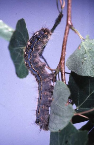 A forest tent caterpillar is shown in this handout photo. THE CANADIAN PRESS/Handout-Olds College of Agriculture & Technology (Mandatory Credit)