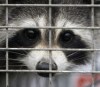 Quebec wildlife officials have launched a rabies vaccination campaign as an outbreak continues to spread south of Montreal. A captured raccoon peers through the bars of a trap in Grand Isle, Vt., Thursday, Sept. 27, 2007. THE CANADIAN PRESS/AP-Toby Talbot