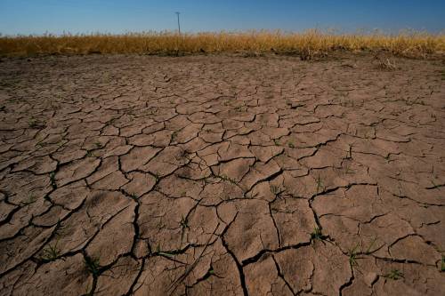 Drought-stricken wheat stands next to parched soil in a field near Macksville, Kansas, on May 16. (The Associated Press)