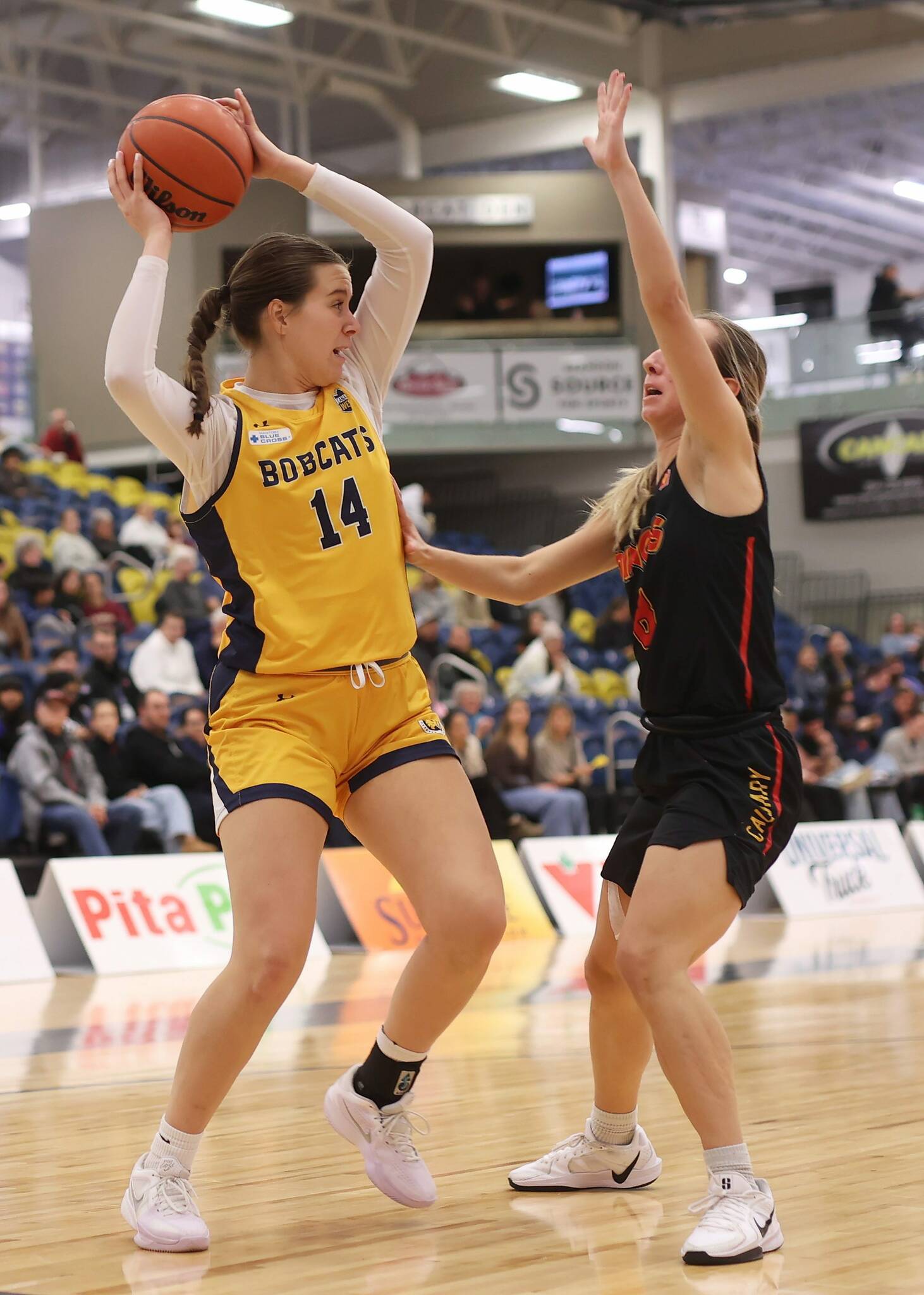 Bobcats draw favourable hoops schedule