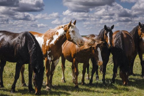 Horses at the Calgary Stampede ranch near Hanna, Alta., Tuesday, June 23, 2026. THE CANADIAN PRESS/Jeff McIntosh