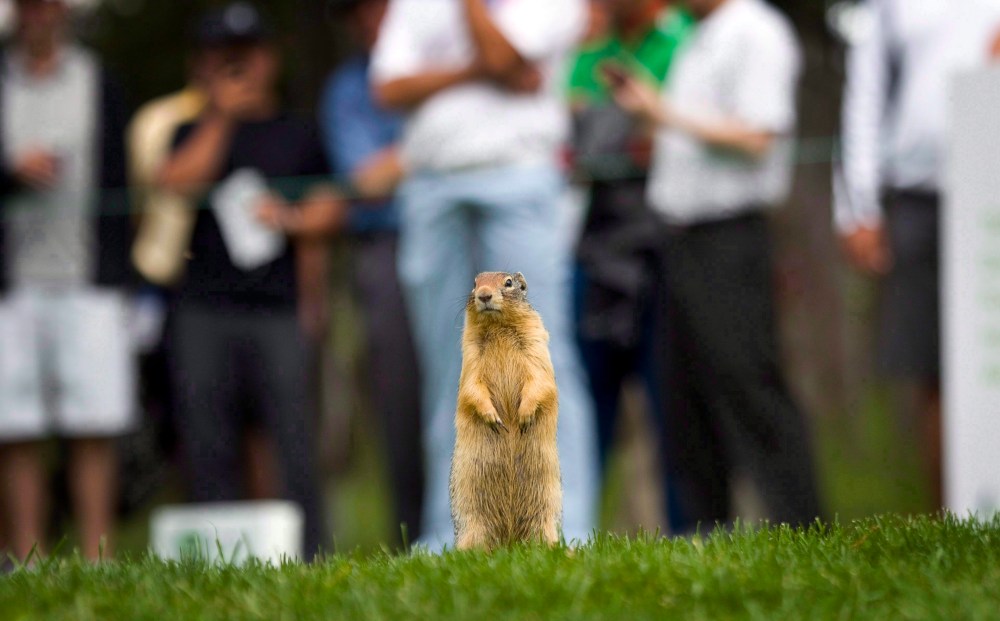 「運が悪かった」:ストリキニーネがアルバータ州とサスカチュワン州の農家に遅れて到着 「運が悪かった」:ストリキニーネがアルバータ州とサスカチュワン州の農家に遅れて到着