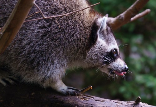 A raccoon licks his chops in an environment reproducing a Laurentian Maple Forest during a media event at Montreal's Biodome on Thursday, August 20, 2020. THE CANADIAN PRESS/Paul Chiasson