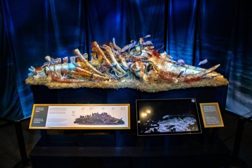 The Executive Director of the Royal Alberta Museum, Meaghan Patterson, shows off the exhibit Death: Life's Greatest Mystery in Edmonton on Monday June 29, 2026. THE CANADIAN PRESS/Amanda May Erickson