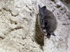 Hibernating bats in some Alberta caves have been infected with white-nose syndrome, shown in this undated handout photo, a deadly fungal infection that can awaken them from hibernation and lead to starvation. THE CANADIAN PRESS/Handout - Parks Canada (Mandatory Credit)
