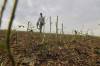 Simon Ellis, a Wawanesa-area farmer, walks through a field of crops that had been battered by wind and hail in July. Ellis expects around 50 per cent of his total crops to be written off completely for the year due to the significant storm that hit the area last weekend. (Connor McDowell/The Brandon Sun)