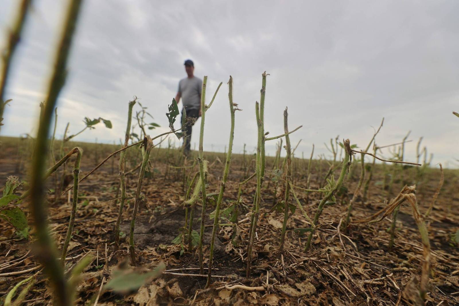 Storms, floods wash out crops