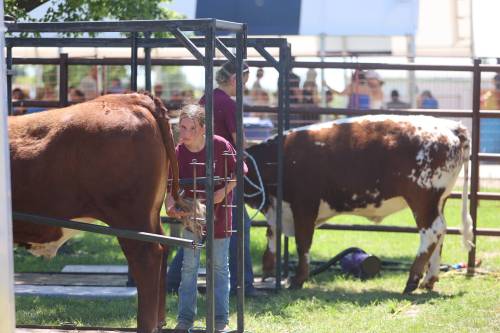 Harper Holland brushes the tail of her cow during the 2026 Souris Peacock Days and Fair on Saturday afternoon. (Abiola Odutola/The Brandon Sun)