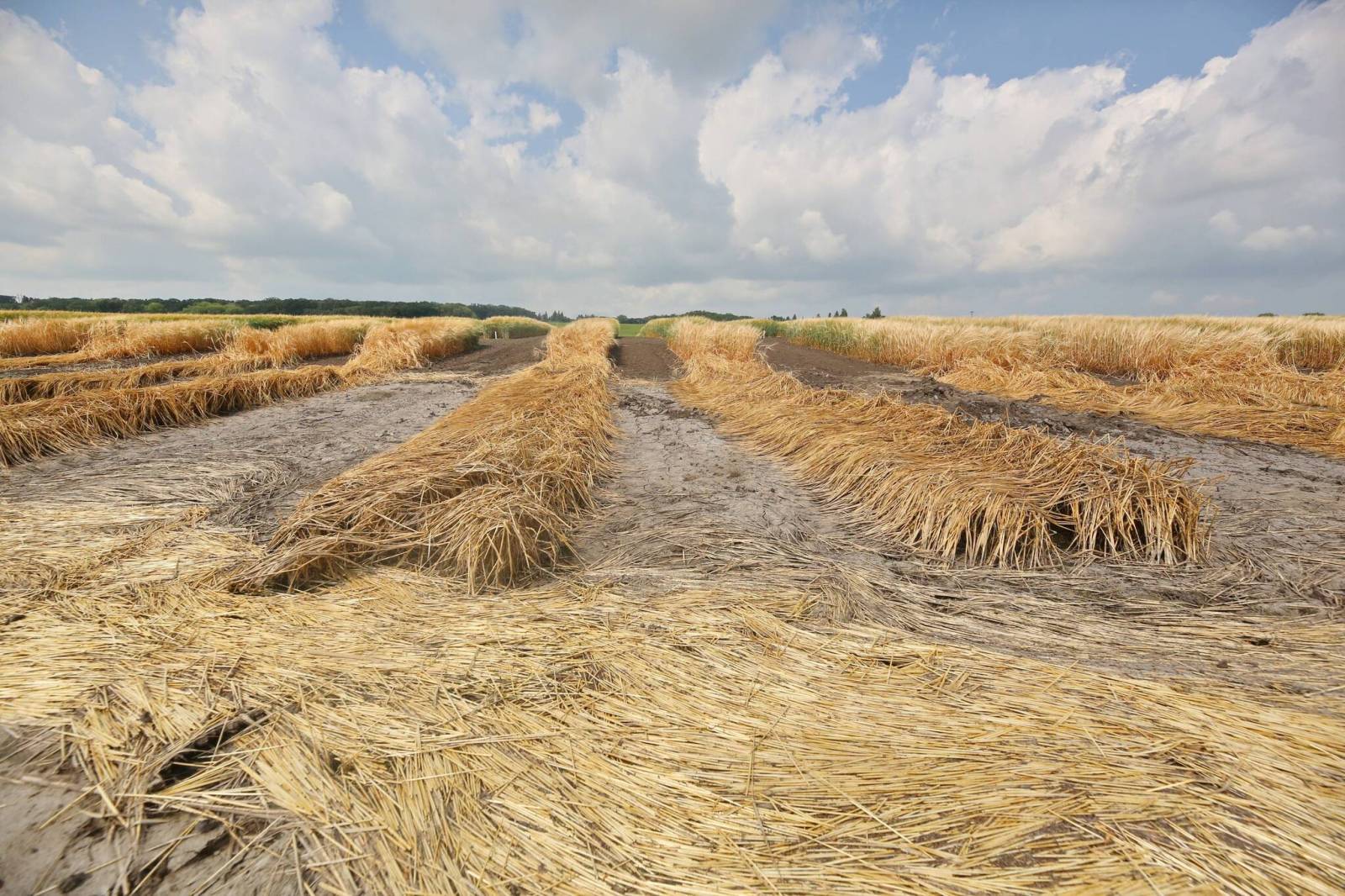 Flood hits research centre fields