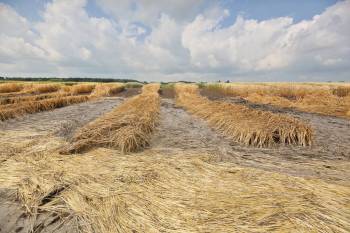 Plots of flood-destroyed barley lie along Grand Valley Road on land owned by the Brandon Research and Development Centre during a tour of the flood damage on Monday. This particular section of land shows where the floodwaters stopped short of destroyed crops lying further north. (Matt Goerzen/The Brandon Sun)