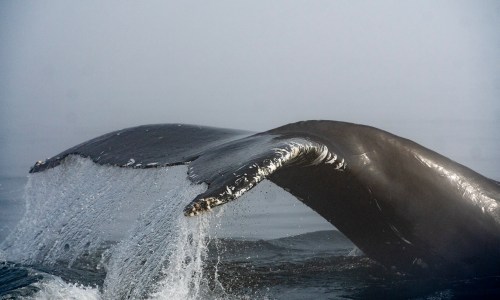 The tail of a humpback whale comes out in the morning fog, on the St. Lawrence River in Tadoussac, Que., Aug. 11, 2020. THE CANADIAN PRESS/Jacques Boissinot