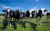 Cows graze on a dairy farm in Granby, Que., on Thursday, July 23, 2026. THE CANADIAN PRESS/Christinne Muschi