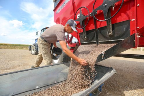 Wheat City Seeds partner Al Martin takes a sample of forage peas while they’re unloaded at the company’s operation just east of Kemnay on Monday afternoon. Martin says Wheat City sells forage peas along with seeds for cover crops and other annual forage seeds into the United States. (Matt Goerzen/The Brandon Sun)