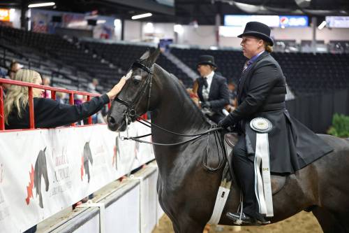 Sara Embury with Milligan Training pets her horse KT Cloudstorm, ridden by Erica Milligan, after the horse and rider competed in the half-Arabian country English pleasure ladies and gentlemen to ride category at Canada&rsquo;s National Arabian Championship at the Keystone Centre on Friday. The Arabian show wraps up today.