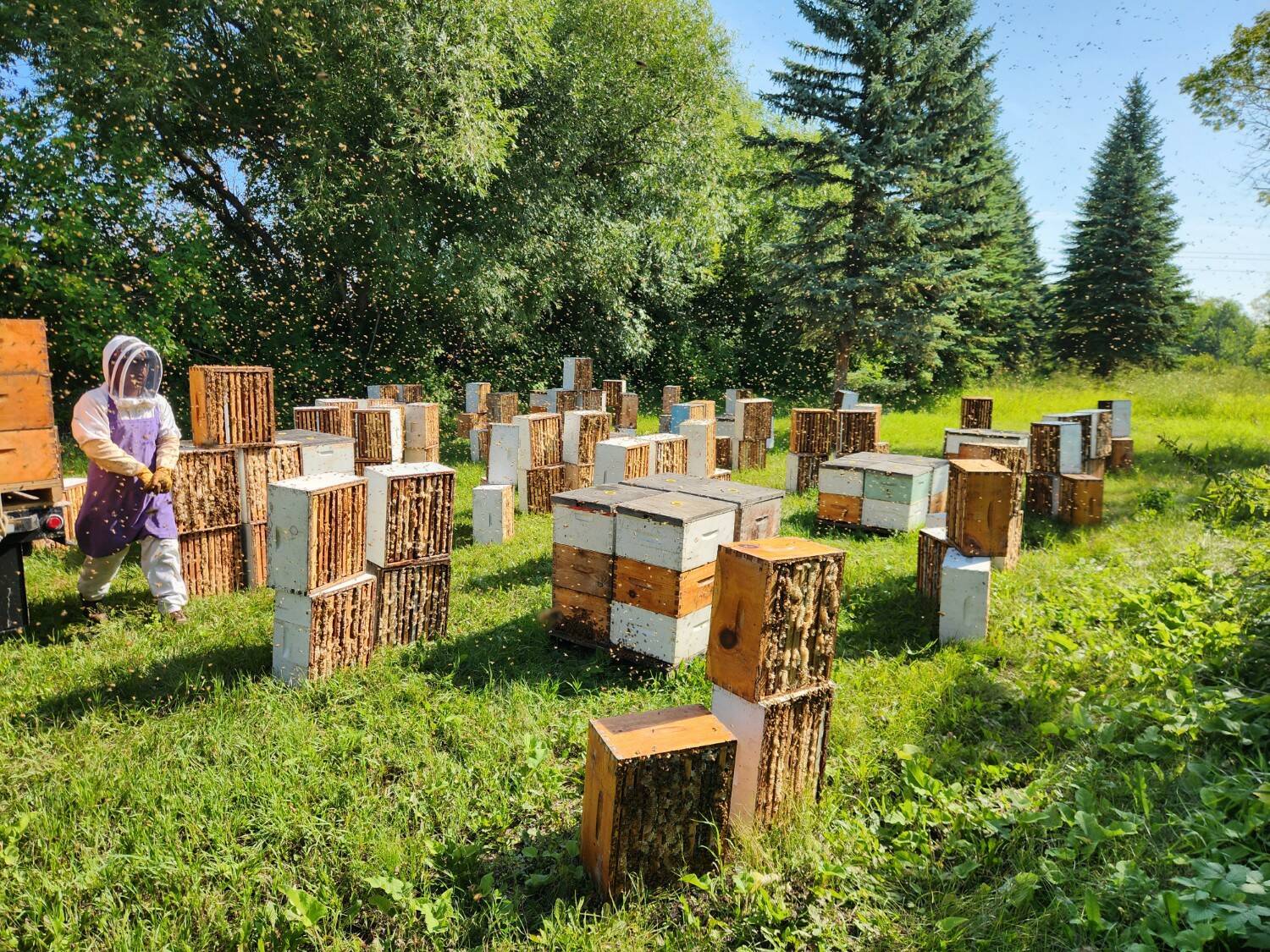 Honey producers feel U.S. tariff sting