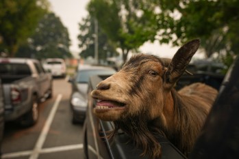A goat belonging to Greg Krauter, who was forced to evacuate his Summerland, B.C., property with his seven goats due to the Bald Range wildfire, stands in the back of his truck outside an evacuee centre, in Penticton, B.C., on Sunday, Aug. 9, 2026. The Bald Range wildfire in British Columbia's south Okanagan region has forced 20,000 people out of their homes in the Peachland and Summerland areas. THE CANADIAN PRESS/Darryl Dyck