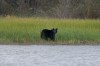 A black bear appears on the shores of Lake Athabasca near Fort Chipewyan, Alta., on Sunday, Sep. 3, 2023. THE CANADIAN PRESS/AP/Victor R. Caivano