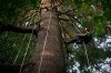 Tom Zadorsky, founder and lead guide at Cultivar Tree Tours climbs a tree at UBC Botanical Garden in Vancouver, on Thursday, Aug. 13, 2026. THE CANADIAN PRESS/Ethan Cairns