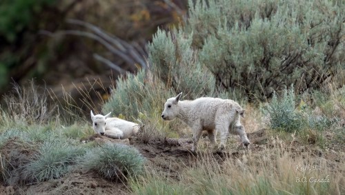 Two newborn mountain goats seen in this undated photo near Summerland, B.C. The area lies within the borders of the Bald Range fire, which forced the evacuation of the community. THE CANADIAN PRESS/Handout - Keith Tedman (Mandatory Credit)