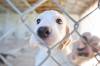 A young puppy named Ryder looks through a chain-link fence at the Brandon Humane Society on Thursday morning. Ryder and his two siblings, Rubble and Zuma, are currently quarantined until they have their full slate of necessary vaccinations. (Photos by Matt Goerzen/The Brandon Sun)