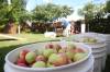 How about them apples? They’re now in season