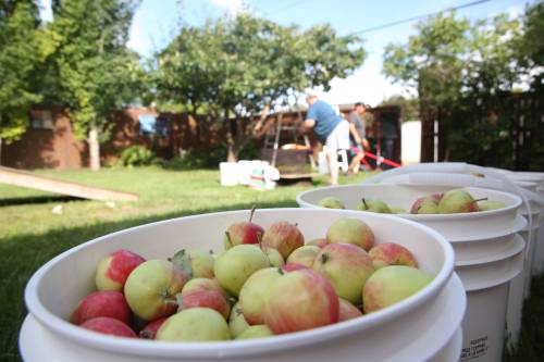 How about them apples? They’re now in season