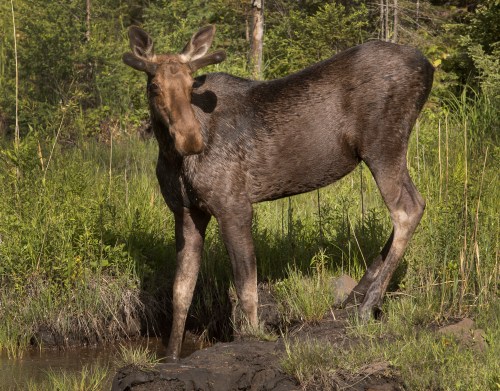 A young bull moose observes visitors along Hwy 60 in Algonquin Park on Saturday, June 12, 2021. THE CANADIAN PRESS/Fred Thornhill
