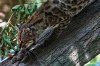 A small spotted wild cat identified as a new species, Leopardus tilcayo, walks inside Senda Verde wildlife sanctuary in Bolivia's Yungas region, near Coroico, Sunday, Sept. 20, 2026. (AP Photo/Juan Karita)