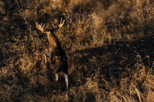 A moose is seen from a helicopter while grazing near the Attawapiskat river east of Neskantaga, Ont., on Saturday, Oct., 25, 2025. THE CANADIAN PRESS/Christopher Katsarov
