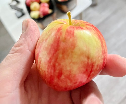 Fruits like an apple are a great way to start the day in the morning for kids heading back to school. (Matt Goerzen/The Brandon Sun)
