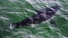 A great white shark swims past a boat off the coast near Cape Cod, Mass. on Tuesday, Aug. 17, 2021. THE CANADIAN PRESS/AP-Charles Krupa