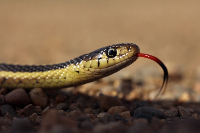 A garter snake sticks its tongue out while travelling across a grid road near Edrans, Manitoba on a warm Friday. Garter snakes are on the move as the prepare for winter brumation.
(Tim Smith/The Brandon Sun)