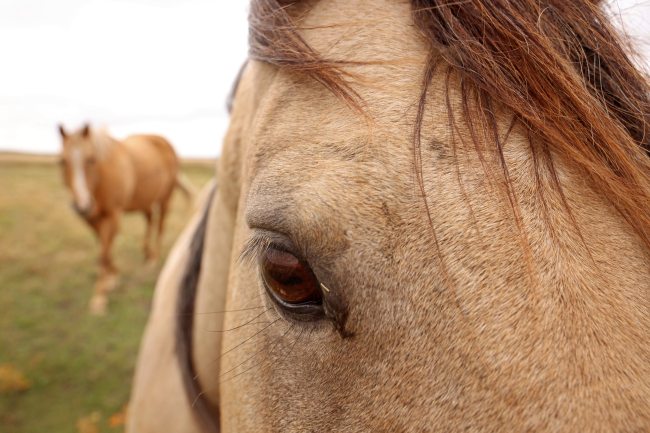 Curious horses graze along a fence line in a paddock west of Brandon on Tuesday afternoon. (Tim Smith/The Brandon Sun)
