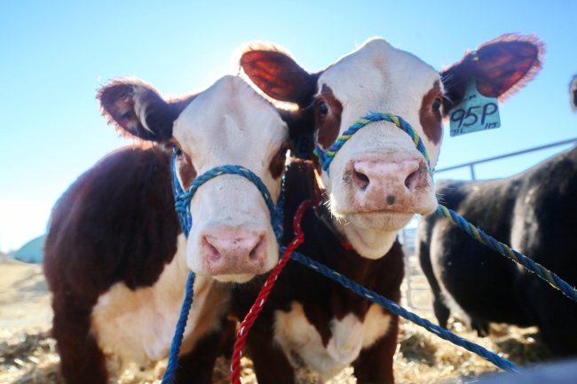 A pair of yearlings prick their ears up at the sound of a camera shutter while tied to a holding pen at the Keystone Centre on Monday. A waiting row of trucks and trailers lined the north parking lot on Monday afternoon, in advance of the Manitoba Ag Ex cattle show, which begins on Wednesday. (Matt Goerzen/The Brandon Sun)