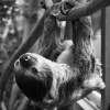 A sloth named Hurricane seen in this undated photo has passed away at 29 while living at the Vancouver Aquarium. — THE CANADIAN PRESS/Handout — Vancouver Aquarium (Mandatory Credit)