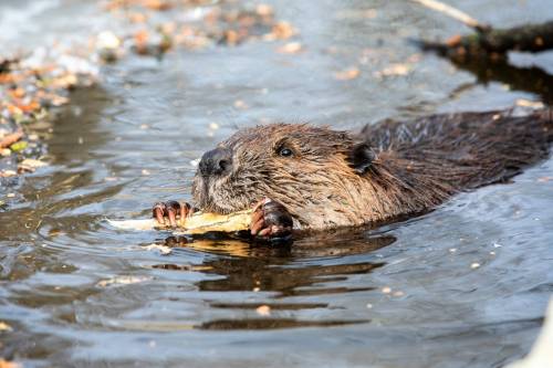 The municipality says some focus areas may be targeted at first to trap beavers, and then efforts will be guided by tips and complaints. (Mikaela MacKenzie/Winnipeg Free Press files)