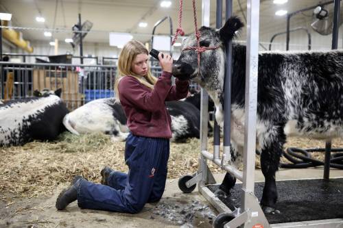 Avery Perkess with PJS Speckle Park of Prince Albert, Sask., trims Nina, a speckle park heifer, during last year&rsquo;s Ag Ex at the Keystone Centre. This year&rsquo;s event will feature more than 500 head of cattle, an increase from the 450 recorded last year. (Tim Smith/The Brandon Sun files)